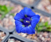 Deep blue open faced trumpet flowers