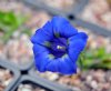 Show product details for Gentiana acaulis Hamburg