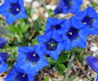 Lovely perfect blue trumpet shaped flowers.