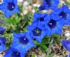 Gentiana acaulis Ma...