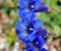 Gorgeous deep blue flowers