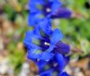 Show product details for Gentiana acaulis Trotter's Variety