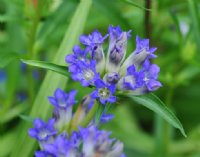 Nice purple blue flowers in terminal bunches