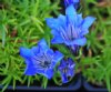 Gentiana Elehn