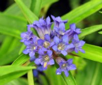 Purple blue flowers in clusters