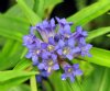 Gentiana gracilipes