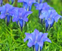 Rich blue purple flowers of a good size