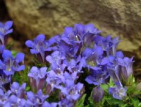 Lovely furry blue flowers in summer