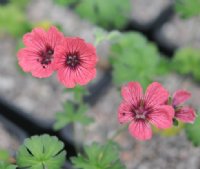 Geranium Jolly Jewel Salmon