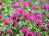 Show product details for Geranium Jolly Jewel Purple