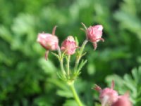 Soft pink flowers in bunches of three over feathery foliage.