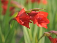 Crimson red tubular flowers