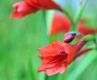 Scarlet red tubular flowers on a dwarf plant.