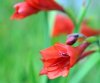 Gladiolus flanaganii