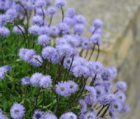 Blue soft pom pom like flowers over glossy green foliage.