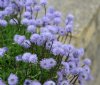 Globularia cordifolia