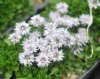 Show product details for Globularia cordifolia Brian Burrow