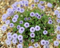 Rich purple flowerheads on top of silvery green foliage.