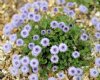 Show product details for Globularia incanescens