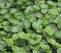 Rounded glossy apple green foliage