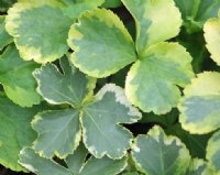 Atractive creamy edged foliage and yellow centred flowers.