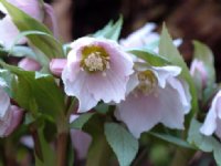 Exceptional pink flowers in early spring