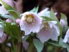 Show product details for Helleborus thibetanus