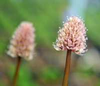 Pale pink flowers in dense pom pom like heads