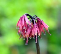 Pink to red tubular flowers in bunches on rigid stems.