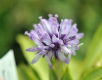 Unusual pale lavender flowers and rich green lanceolate foliage.