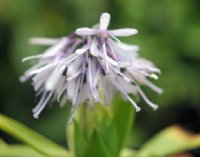 Unusual pale lavender flowers and rich green lanceolate foliage.