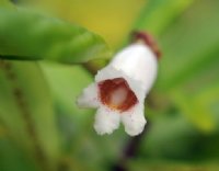 Tubular white flowers with marking in the throat