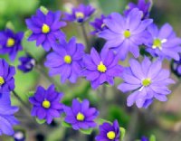 Rich blue flowers on erect stems