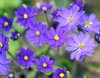 Show product details for Hepatica acutiloba x nobilis Regulus