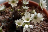 Hepatica insularis