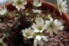 Show product details for Hepatica insularis