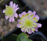 Good single pink with green petaloid stamens