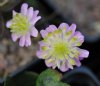 Show product details for Hepatica japonica Aikawa