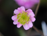 Pink flowers with green petaloid stamens