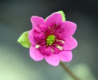 Strong cerise pink flowers