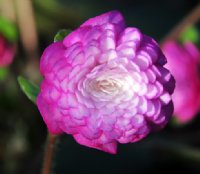 Full double flower with rich pink petals being paler in the centre