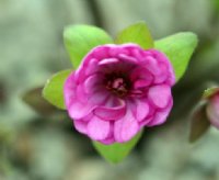 Strong cerise pink flowers