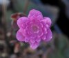 Hepatica japonica A...