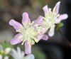 Show product details for Hepatica japonica Asahi Sandan