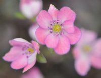 Pink flowers with fine blue shading to the perimeter of each petal