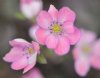 Hepatica japonica B...