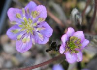 Lilac flowers with green petaloid stamens