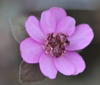 Strong pink flowers with red stamens