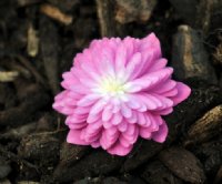 Full double pink being pale to the centre