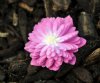 Hepatica japonica B...